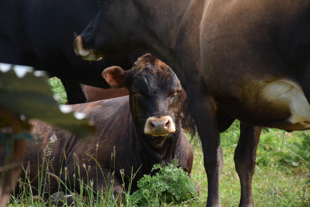 Nightingale Falls Farmstay Experience Thames Buitenkant foto