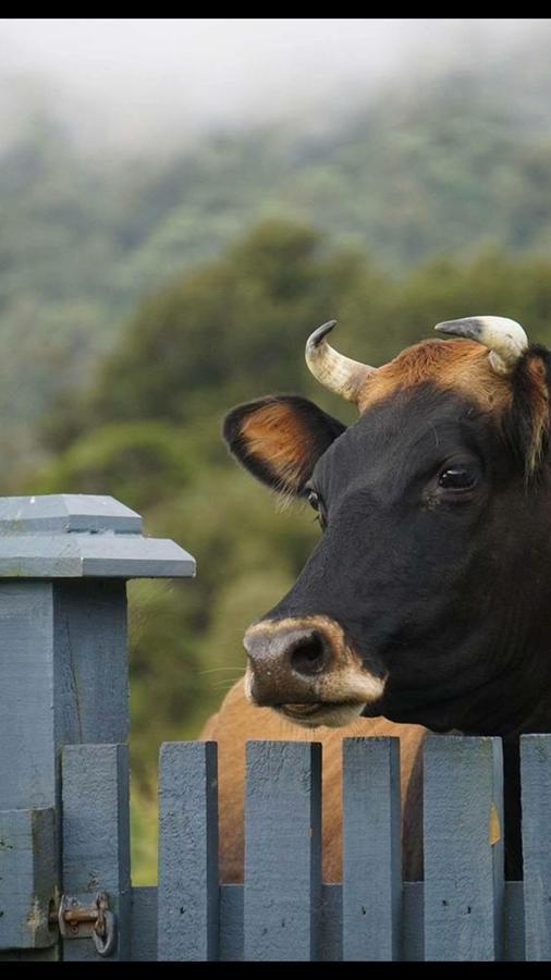 Nightingale Falls Farmstay Experience Thames Buitenkant foto